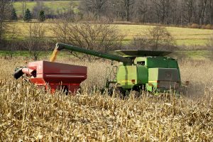 Harvesting the corn