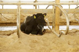 Our cows' health and comfort are our first priority. We bed them with sand because it's the gold standard.