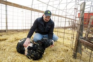 Checking the health of a newborn calf